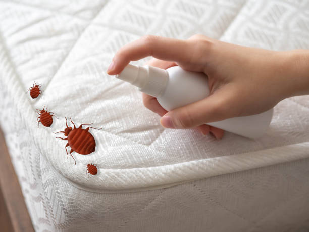 Trusted Sudden Valley, WA Pest Control Experts