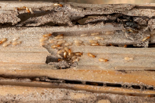  Sudden Valley, WA Pest Control Pros
