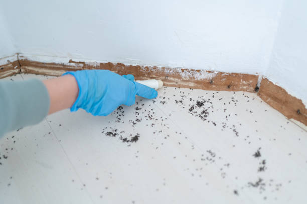 Best Exterminator Services  in Sudden Valley, WA